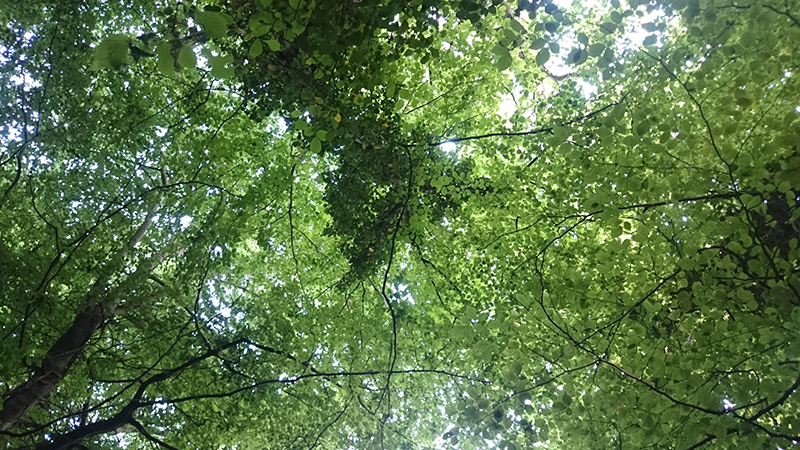 woodland